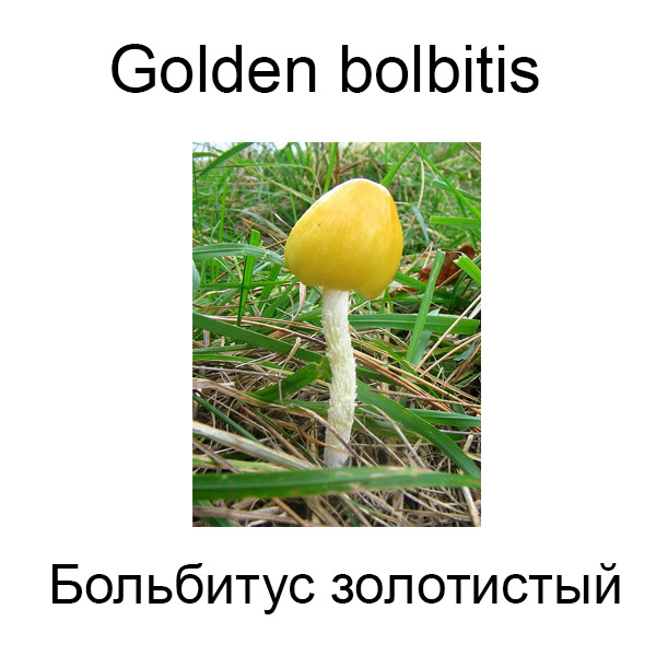 Грибы